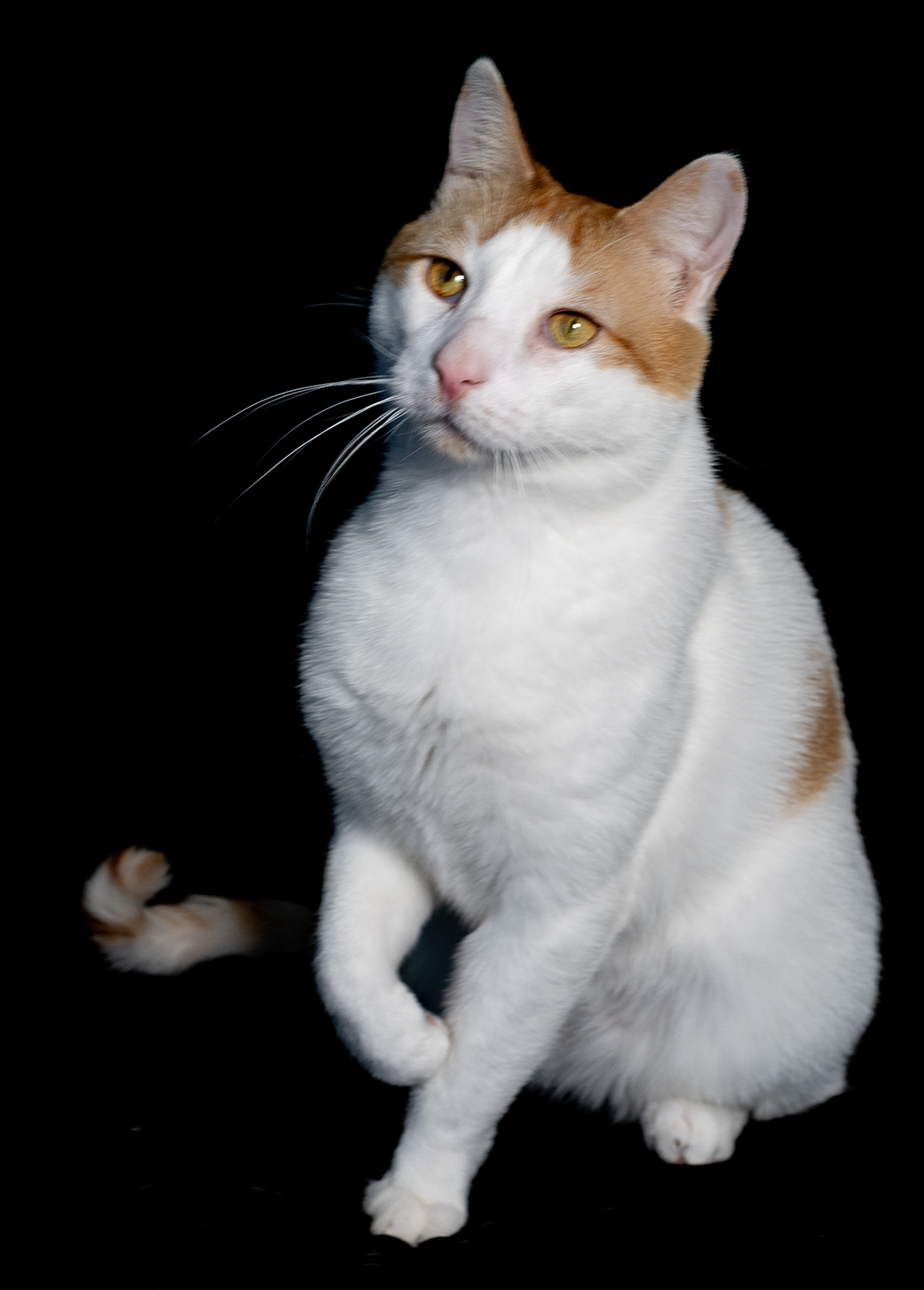 Top Cat Sanctuary cat photo